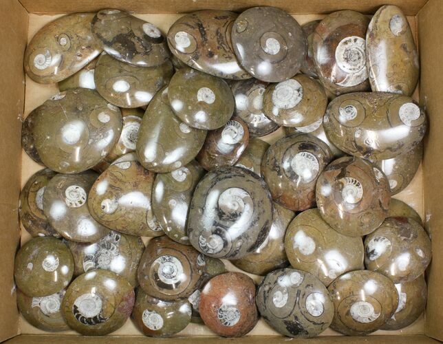 Lot - to Polished Goniatite Fossils - Pieces #138059